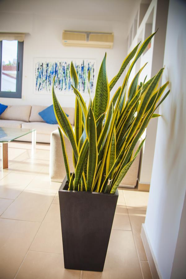 Villa Infinite Blu Paphos Eksteriør bilde